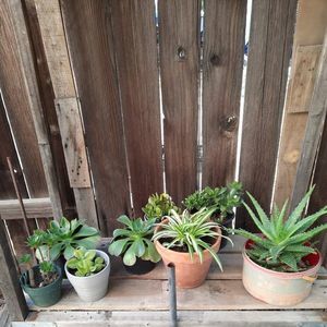 Meet your Posher, Luzviminda